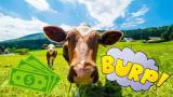 伊利、蒙牛减碳“大作战”，奶牛们“打嗝放屁”惹的祸？